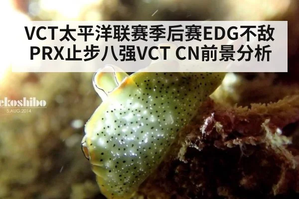 VCT太平洋联赛季后赛EDG不敌PRX止步八强VCT CN前景分析（j9 game）